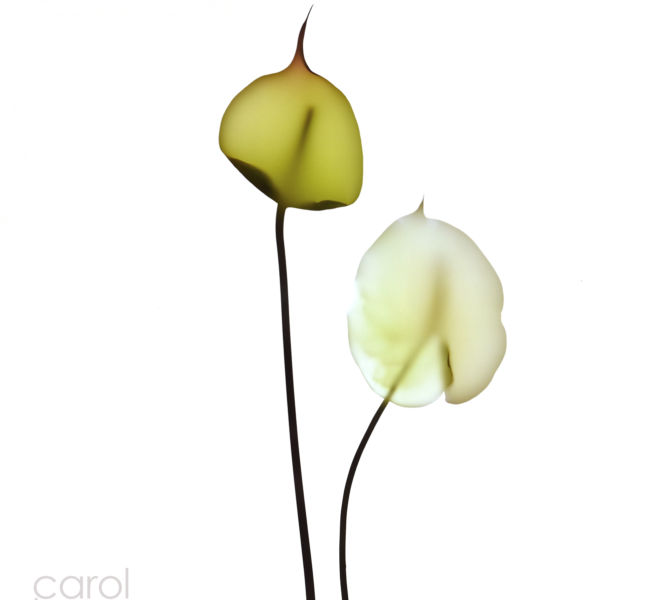 Anthurium Shadow