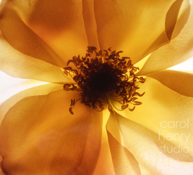 Apricot Rose