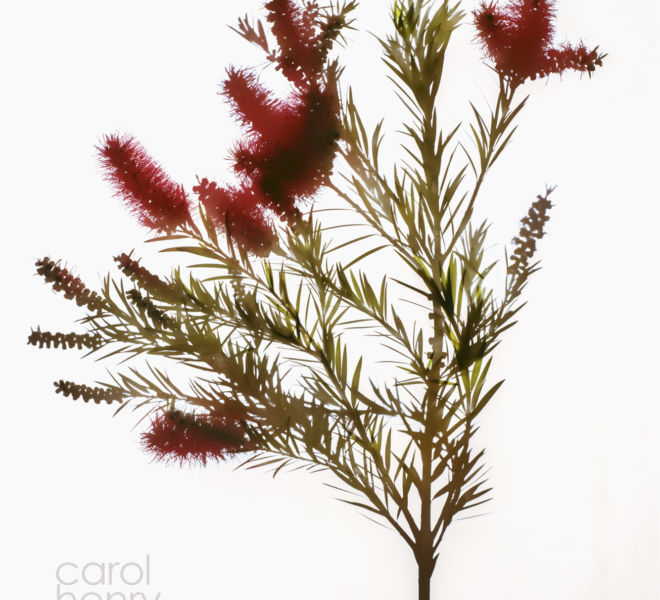Callistemon