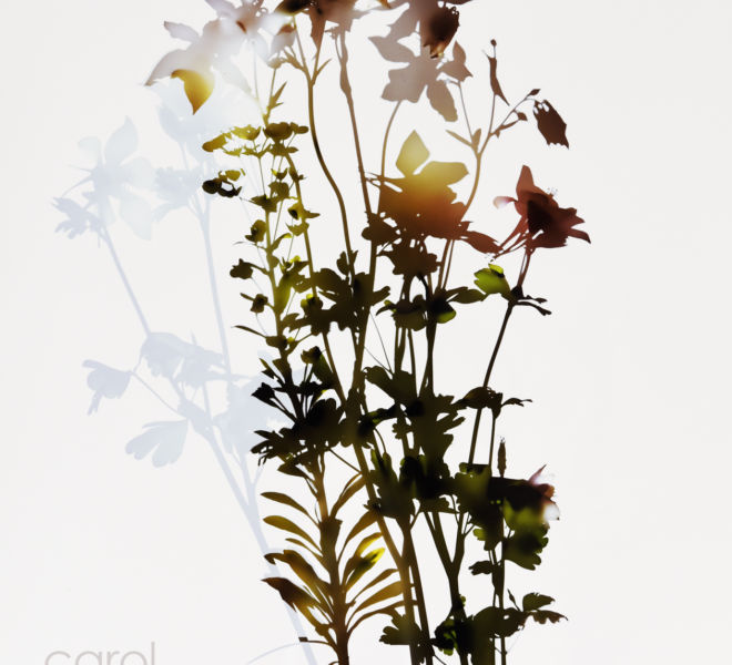 Bouquet Shadow