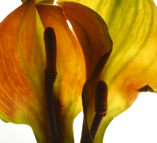 Calla Orange