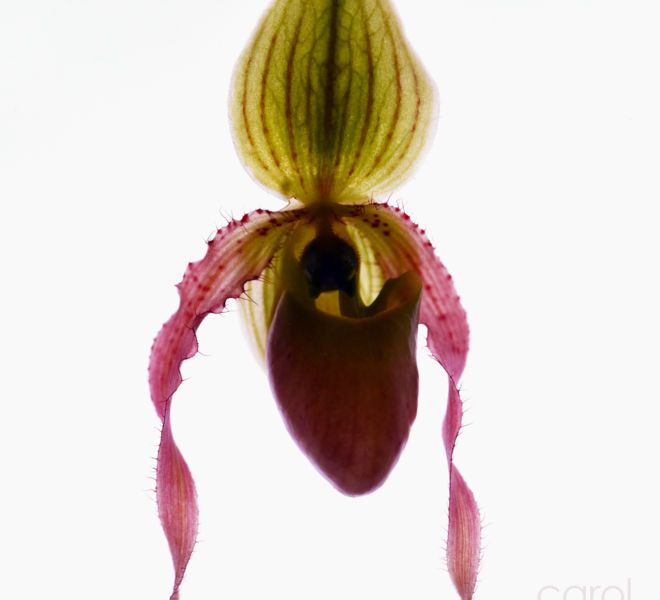 Cypripedium