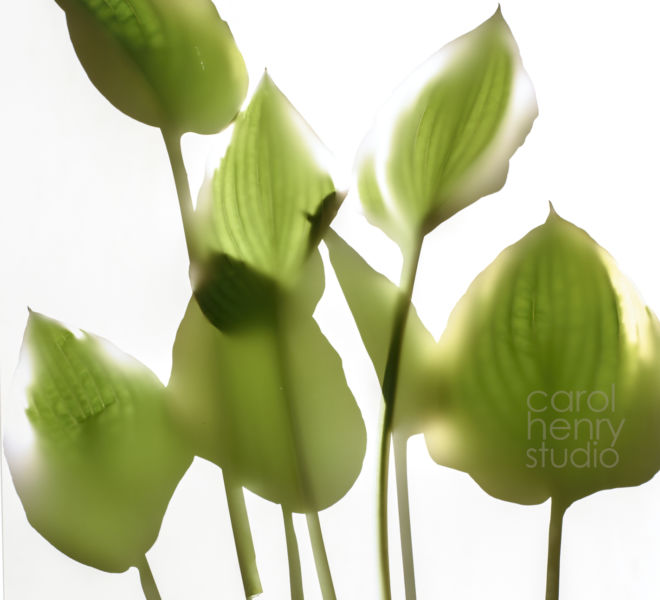 Hosta