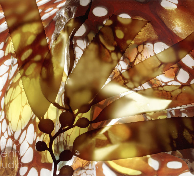 Kelp Forest 1