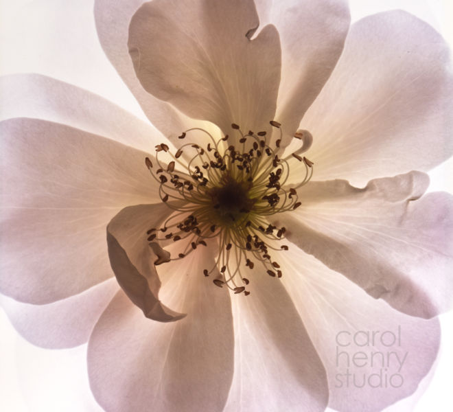 Nude Rose