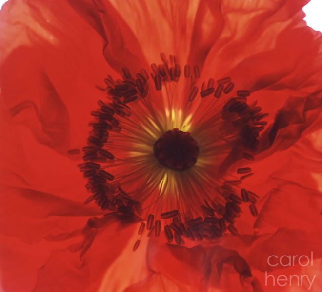 Orange Poppy