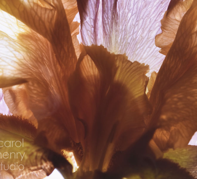 PeachPurple Iris