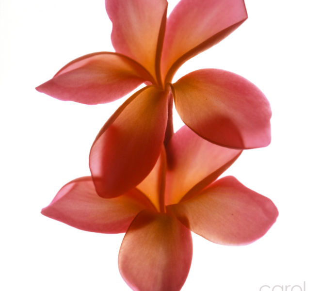 Plumeria Deux