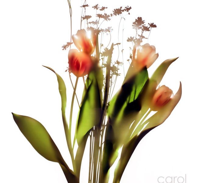 Tulip Camomile