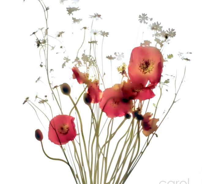 Iceland Bouquet