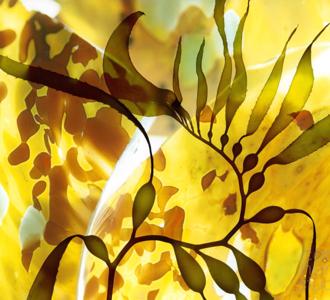 Yellow Kelp