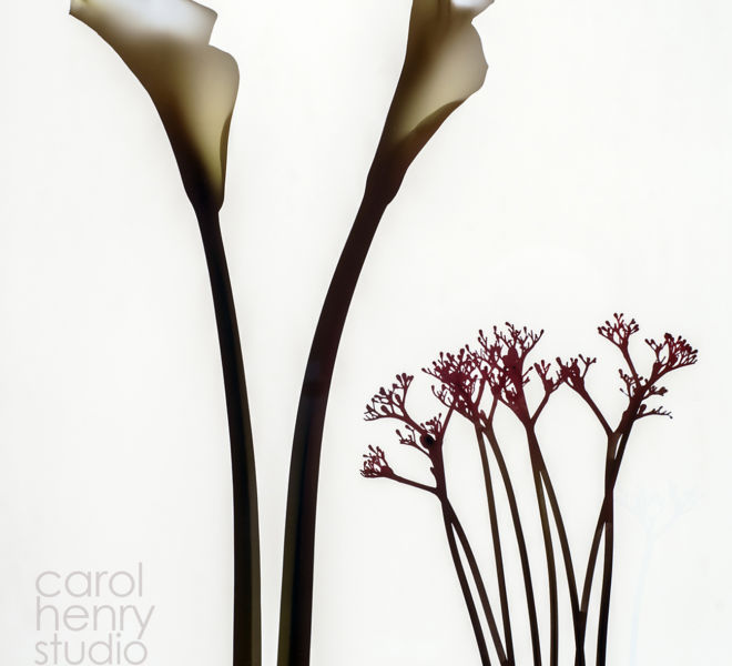 Calla Still Life