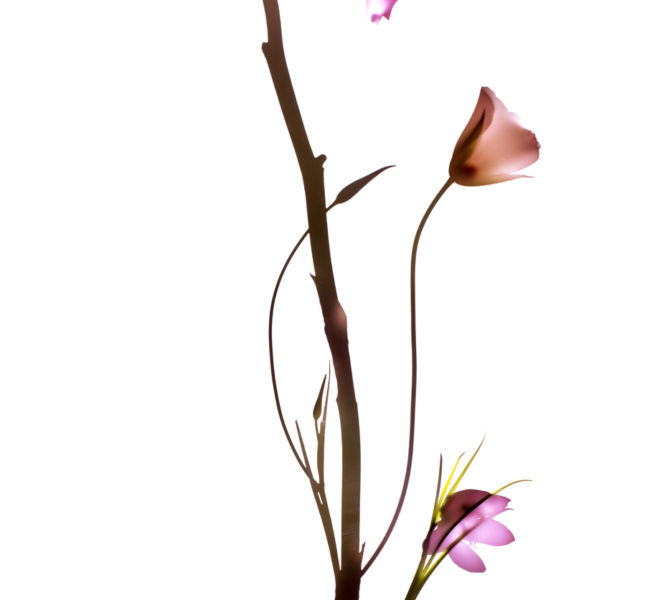 OrchidShadow